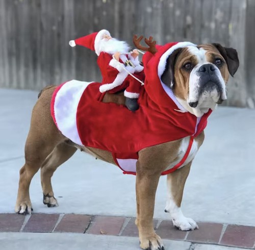 Costume cane natale babbo - cane,