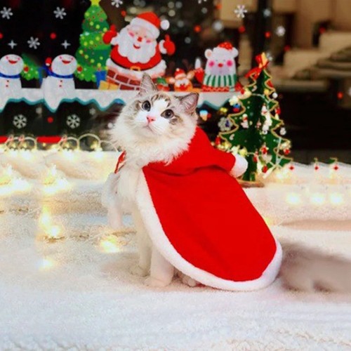 Costume gatto babbo - gatto,